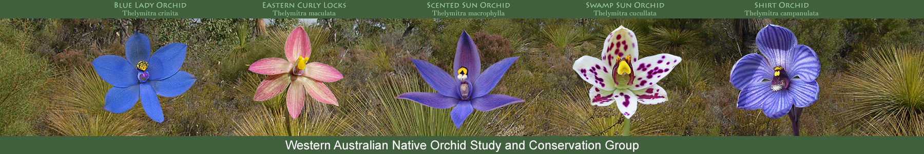 Western Australian Native Orchid Study and Conservation Group Inc.