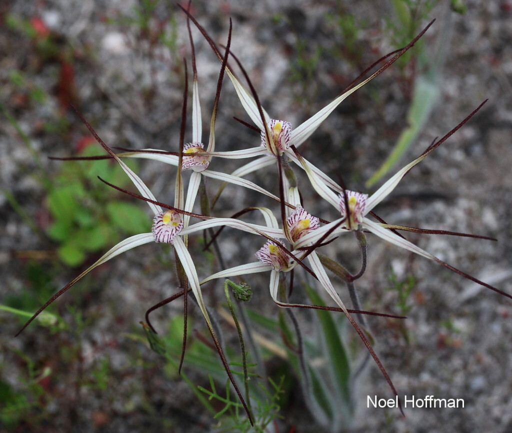 Орхидея балерина Caladenia melanema