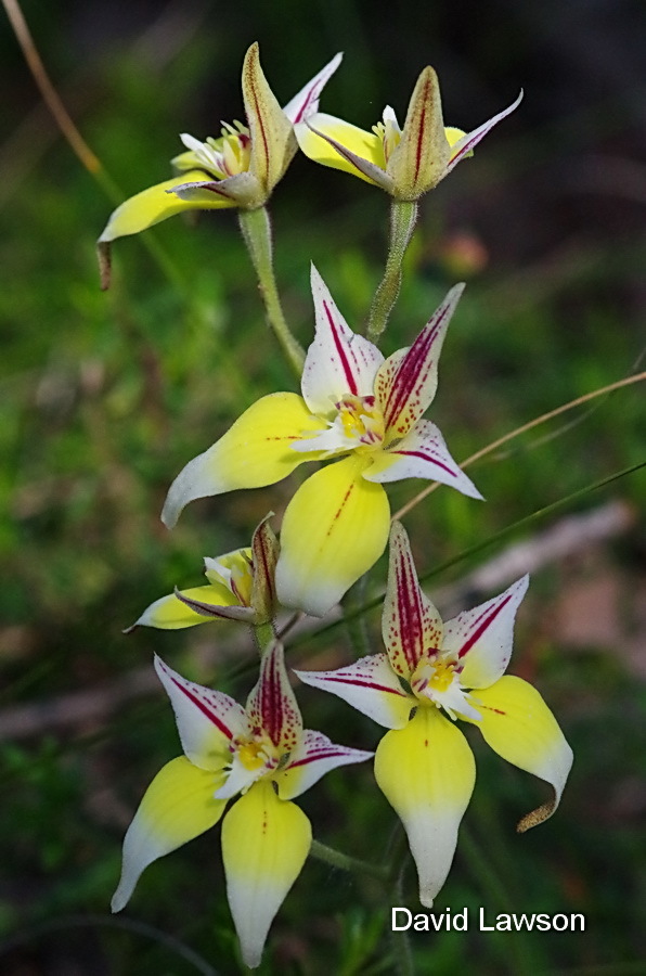 Caladenia flava subsp. sylvestris » Western Australian Native Orchid ...
