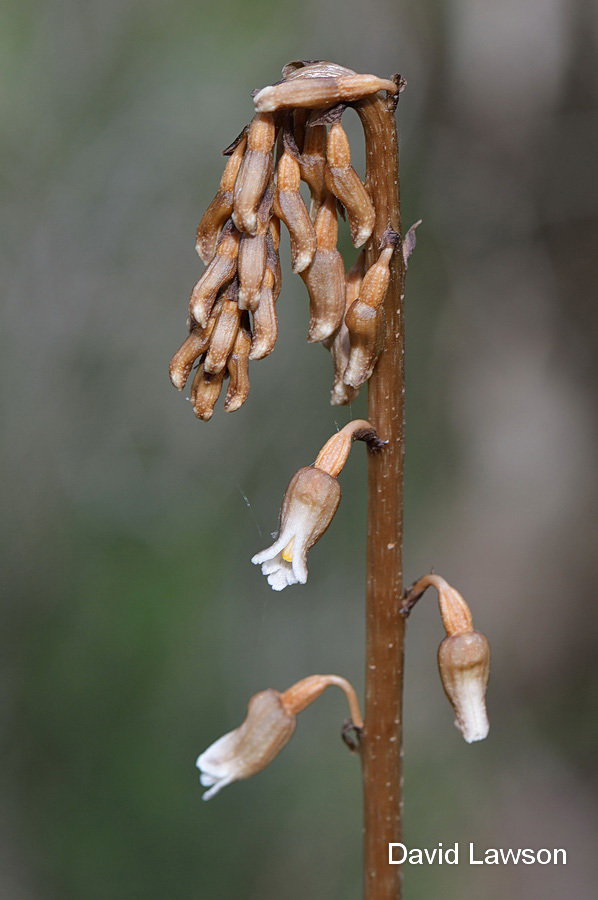 Gastrodia lacista » Western Australian Native Orchid Study and ...