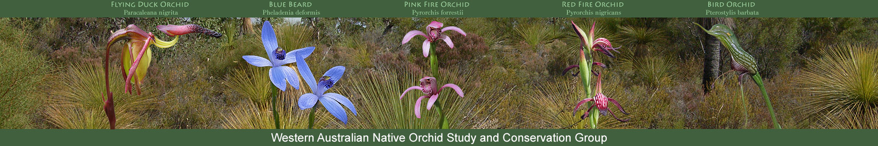 Western Australian Native Orchid Study and Conservation Group Inc.